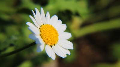 White daisies blooming during the day
